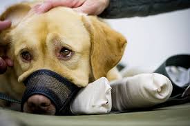 accident only vs accident and illness pet insurance - comparison