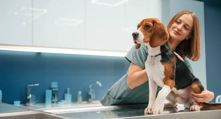 best pet insurance for puppies - puppy at first vet visit