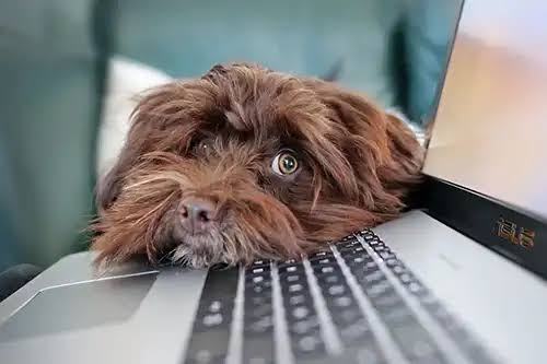 budget pet insurance under $30 a month - owner comparing affordable plans