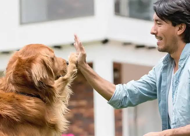 cheapest pet insurance 2026 - owner comparing prices online