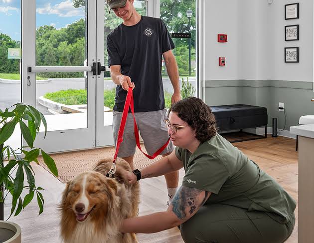 does pet insurance cover pre-existing conditions - vet reviewing medical records