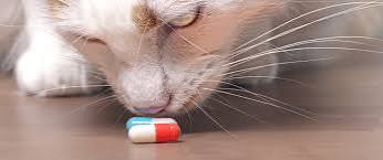 does pet insurance cover prescription medications - pet with medication and food