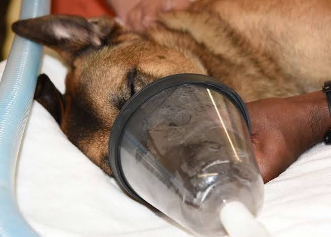 does pet insurance cover surgery - dog being prepared for vet surgery