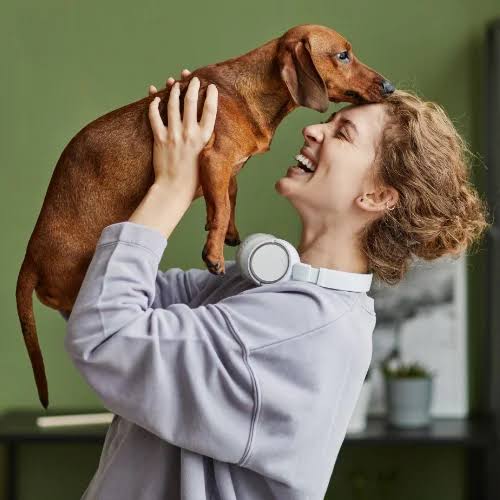 Healthy Paws vs Trupanion vs Lemonade - pet insurance comparison 2026