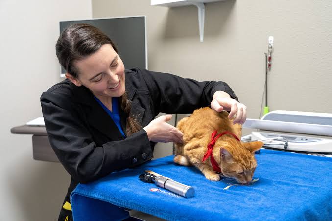 is wellness coverage worth it - pet at routine vet exam