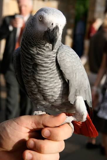 pet insurance for exotic pets - birds rabbits and reptiles