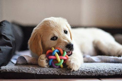 pet insurance for a healthy puppy - puppy at vet