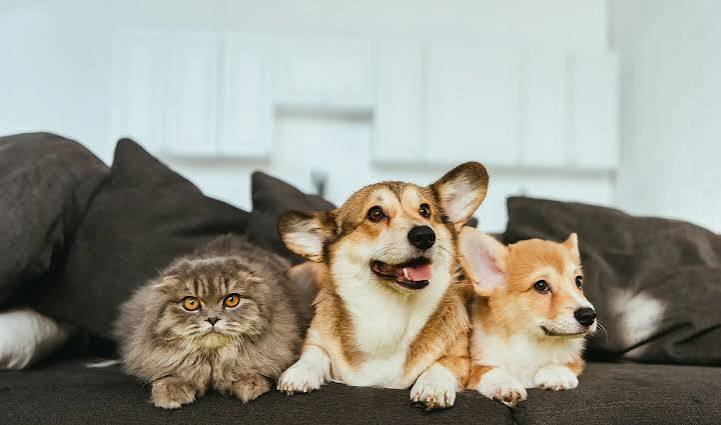 pet insurance for multiple pets - dogs and cat at home