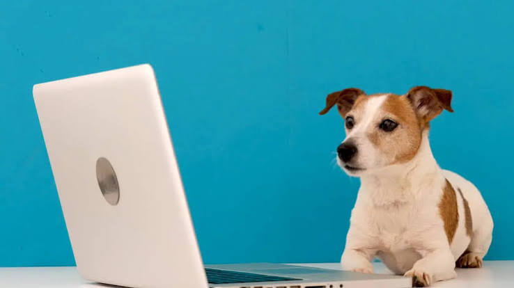 pet insurance no waiting period - owner enrolling same day