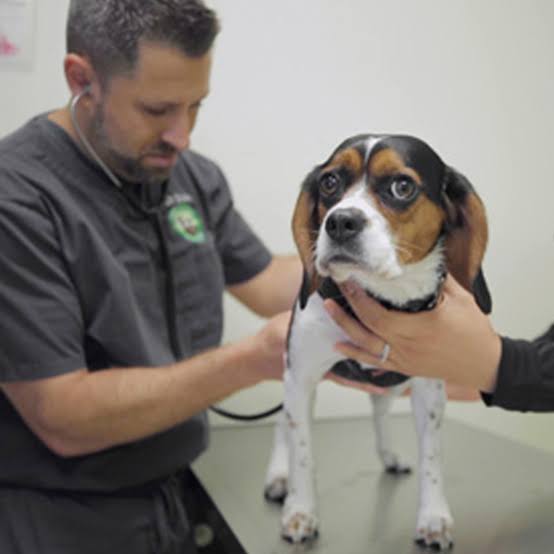 pet insurance for pre-existing conditions - owner reviewing vet records