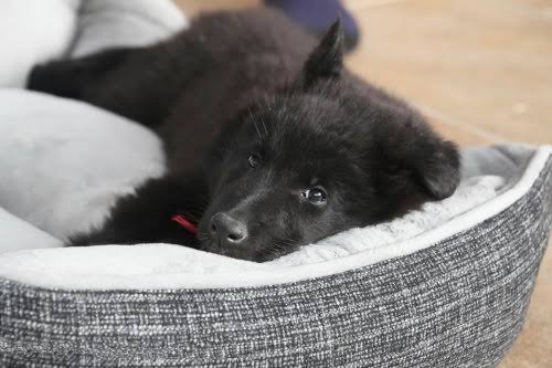 pet insurance for senior dogs - older dog at rest