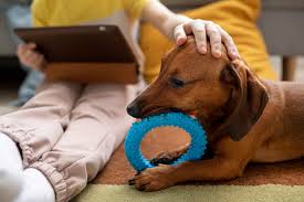when is pet insurance not worth it - owner reviewing policy