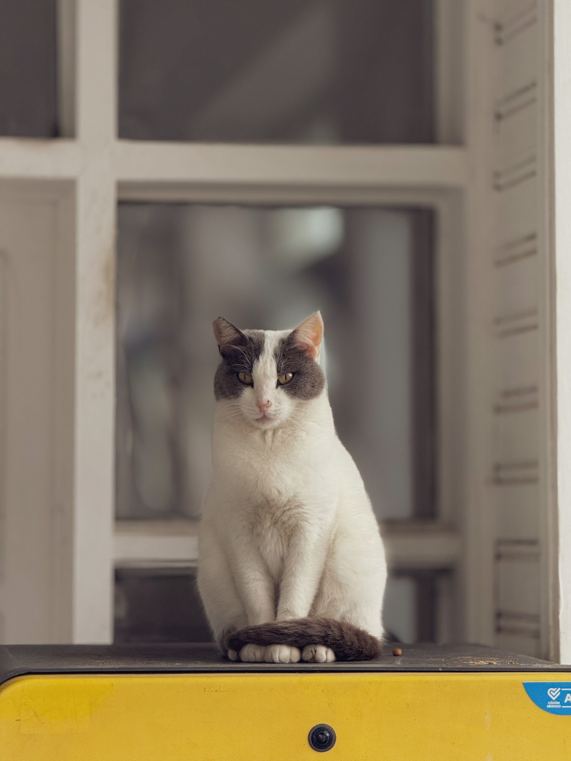 Calm domestic cat at home, illustrating the decision to get cat insurance