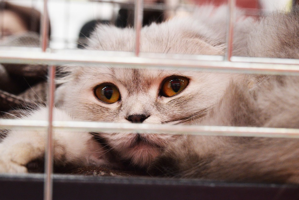Newly adopted rescue cat being brought home, illustrating rescue cat insurance coverage