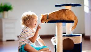 cheap cat insurance 2026 - cat at affordable vet checkup