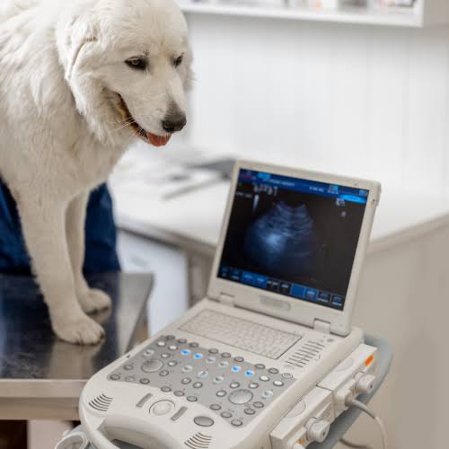 does pet insurance cover cancer treatment - dog at veterinary oncology clinic