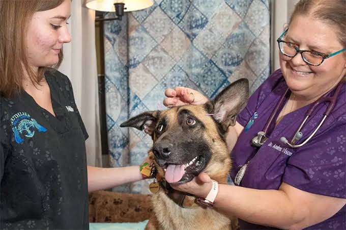does pet insurance cover hip dysplasia - large breed dog at orthopedic exam