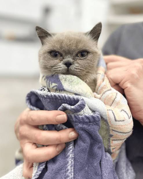 hidden fees pet insurance - owner reading policy fine print