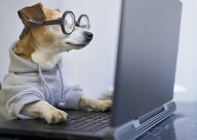 how much does pet insurance cost per month - owner getting quote online