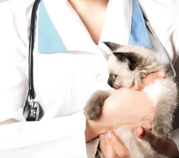 how to get a pet insurance quote - owner getting instant online quote