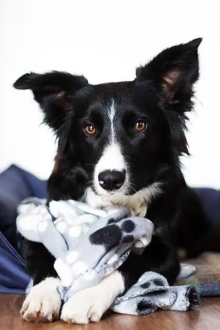pet insurance for Border Collies - Border Collie puppy at vet checkup
