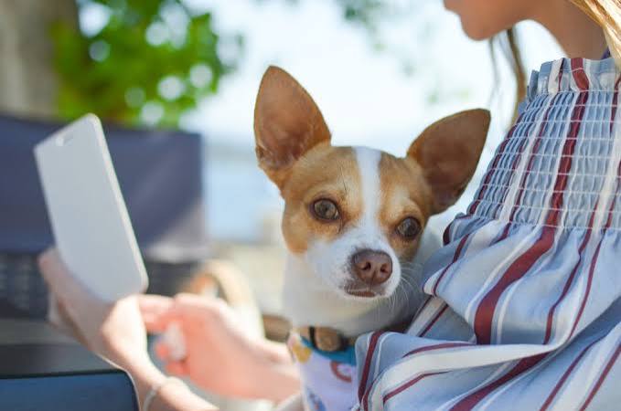 pet insurance for Chihuahuas - Chihuahua puppy at vet checkup