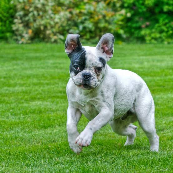 pet insurance cost by breed - French Bulldog vs Chihuahua price difference
