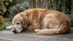 pet insurance cost senior dogs - older dog at vet checkup