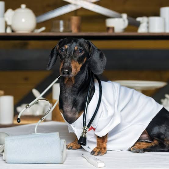 pet insurance for Dachshunds - Dachshund puppy at vet protecting spine