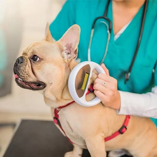 pet insurance for French Bulldogs - Frenchie puppy at vet checkup