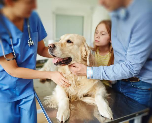 pet insurance for Golden Retrievers - Golden puppy at first vet visit