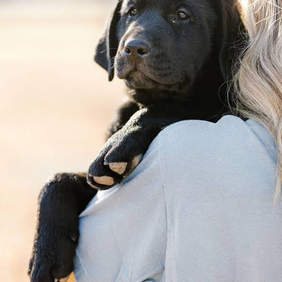 pet insurance for Labrador Retrievers - Lab puppy at first vet appointment