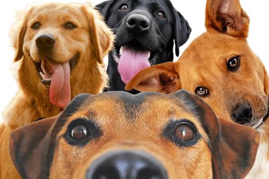 pet insurance for mixed-breed dogs - happy mutt at vet checkup