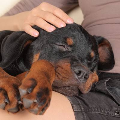 pet insurance for Rottweilers - Rottweiler puppy at vet checkup