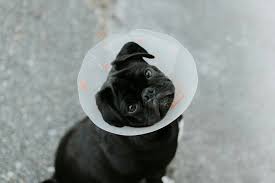 what makes pet insurance more expensive - owner reviewing high premium