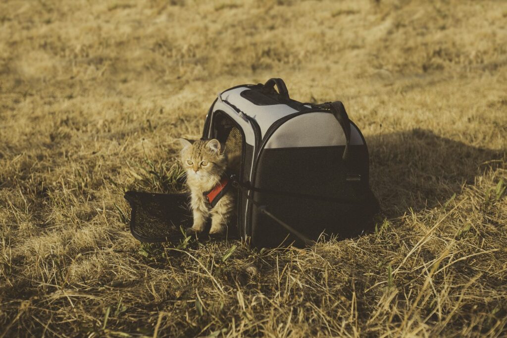 Gray cat inside a pet carrier, representing a veterinary visit covered by insurance