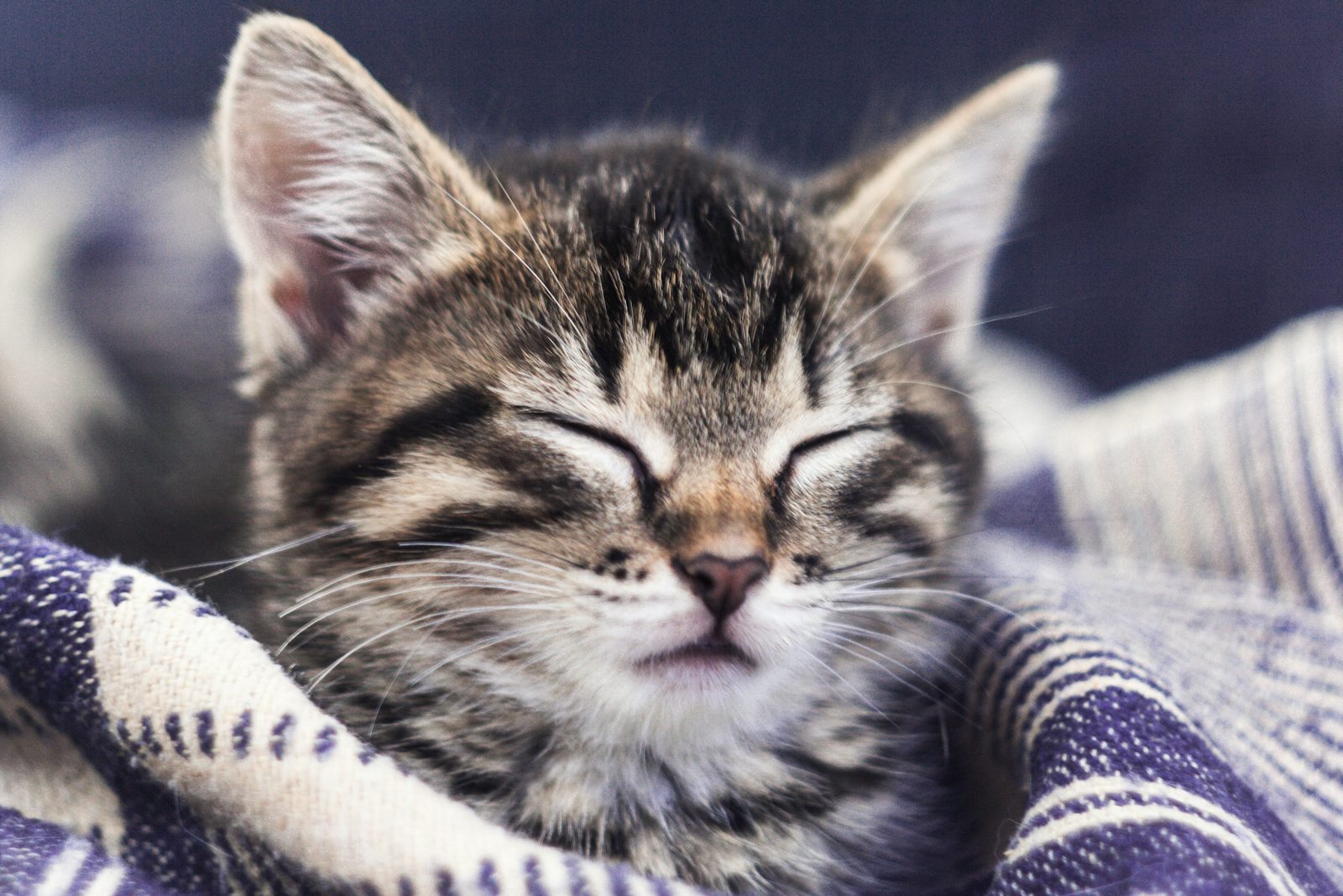 Close-up of a gray tabby cat, illustrating monthly cat insurance costs