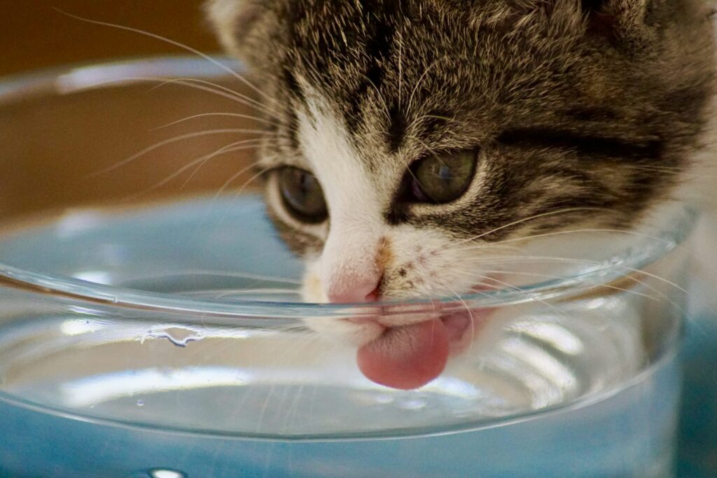 Cat drinking water from a bowl, illustrating increased thirst as a kidney disease symptom