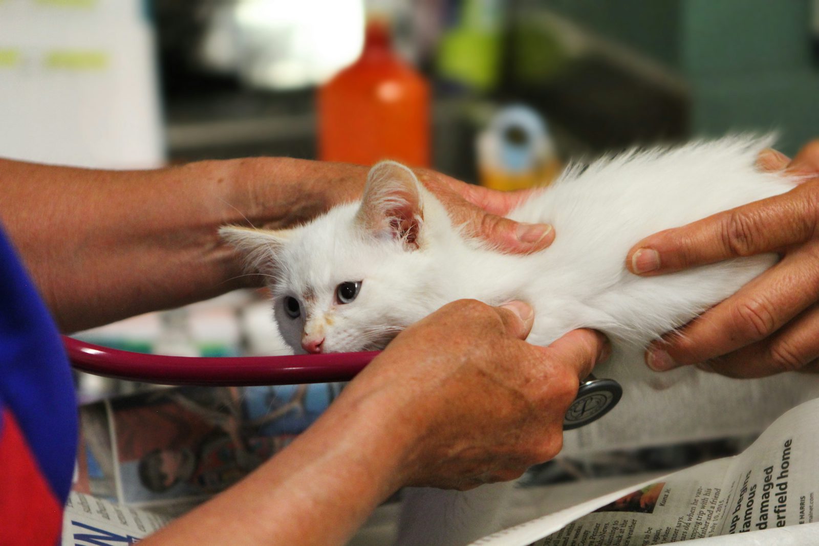 White kitten being examined by a veterinarian for cat insurance kidney disease coverage
