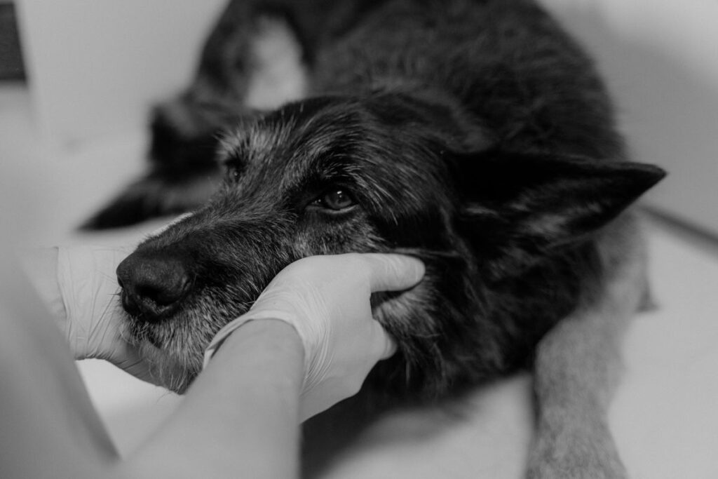 A veterinarian gently examining a dog before a procedure, the moment that often comes with an unplanned and significant bill.