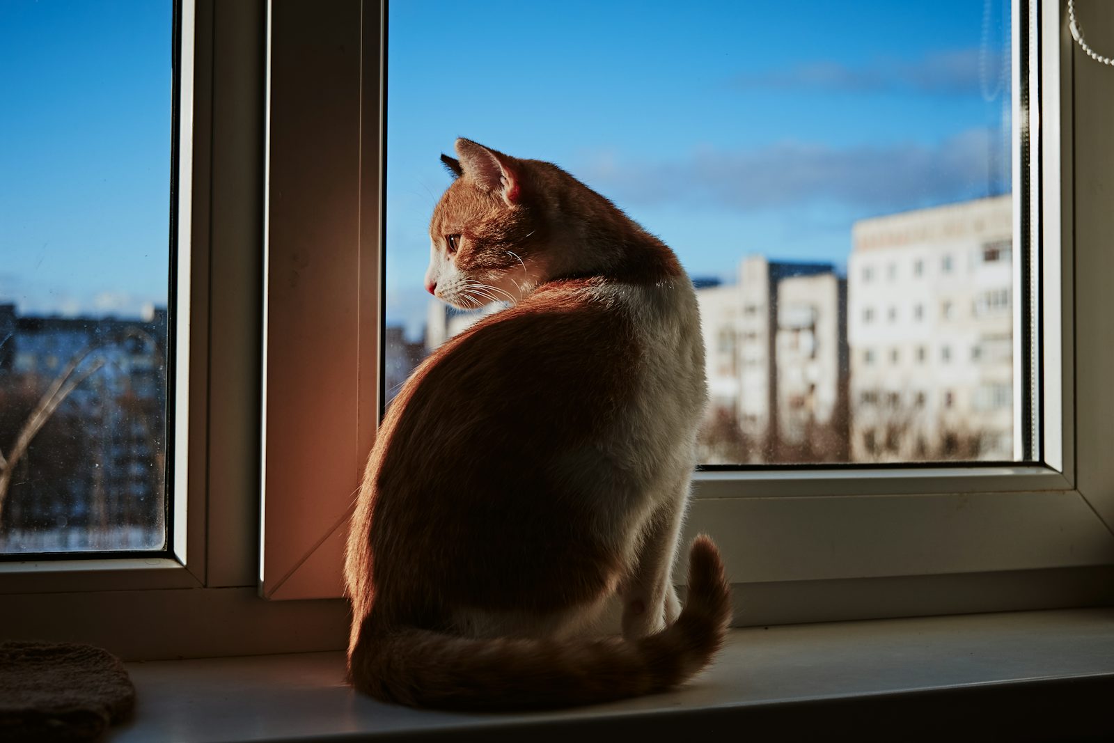 Cat sitting on a window sill looking outside, representing an indoor cat lifestyle