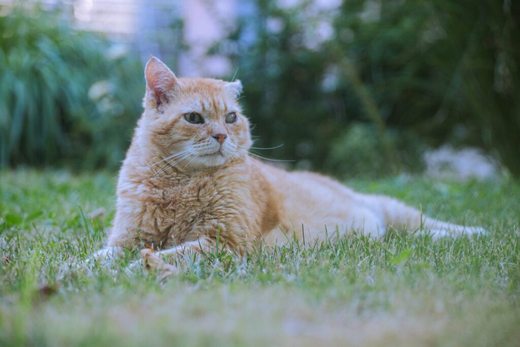 Orange tabby cat resting on grass in a garden, representing an outdoor cat lifestyle