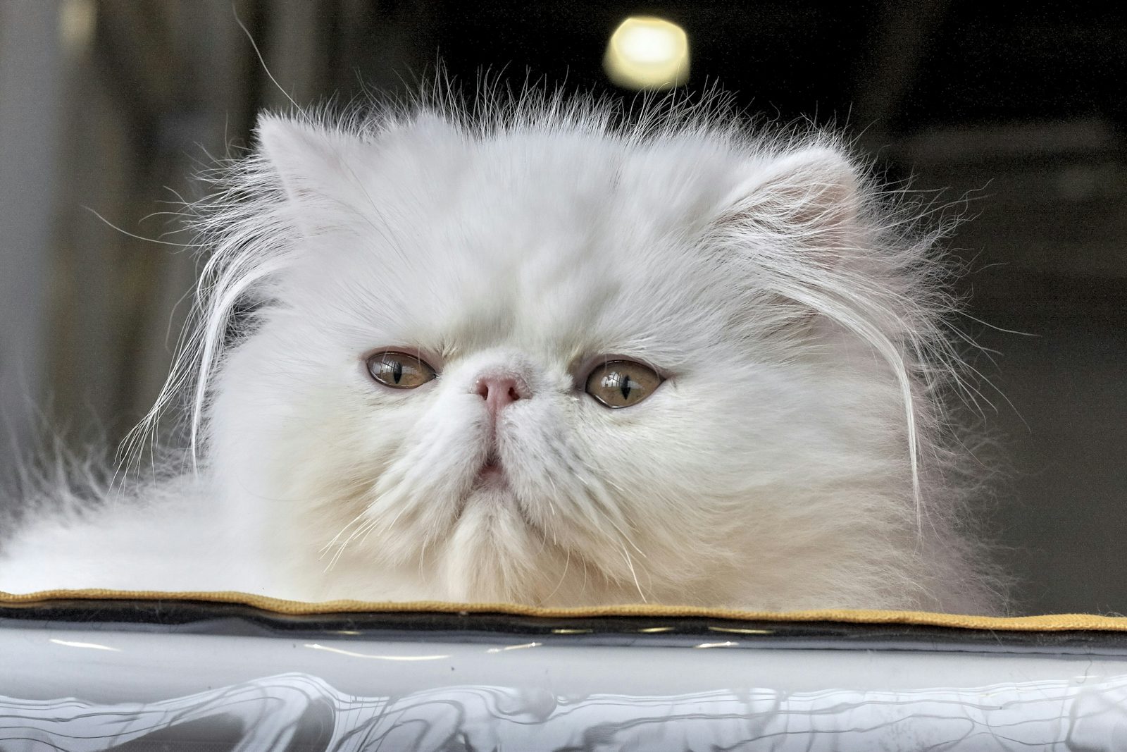 White Persian cat lying on a table, a breed with health risks relevant to pet insurance