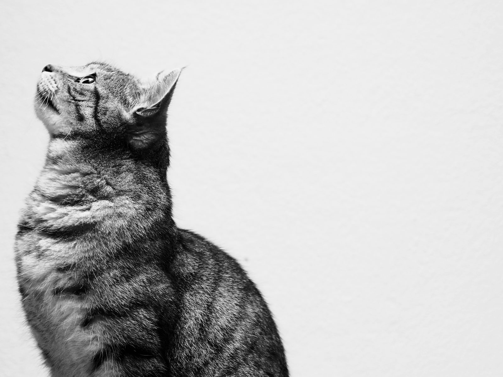 A cat in profile looking upward, representing the calm, healthy years a senior cat insurance plan is meant to help protect.