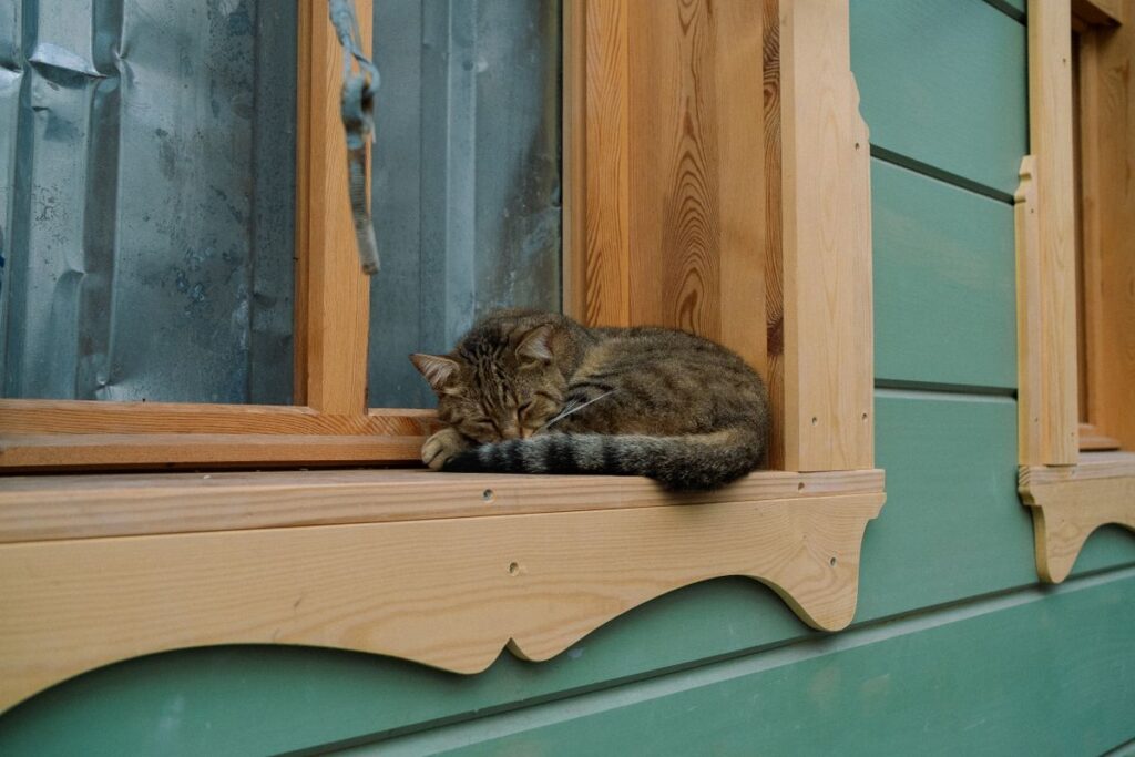 An older cat napping in a sunny window sill, the kind of quiet daily life that chronic-condition coverage helps protect financially.