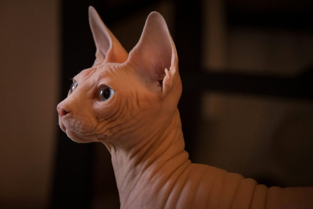 Sphynx cat, a hairless breed with elevated heart disease risk relevant to cat insurance