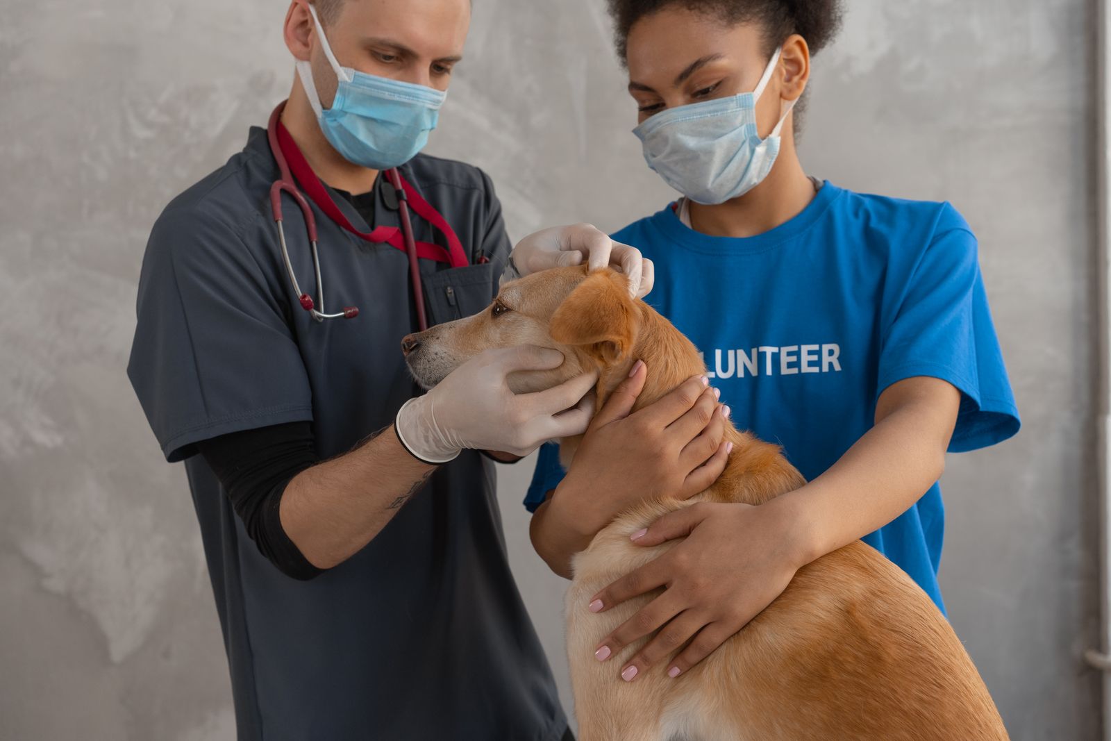 Veterinarian and clinic staff examining a dog during a health checkup