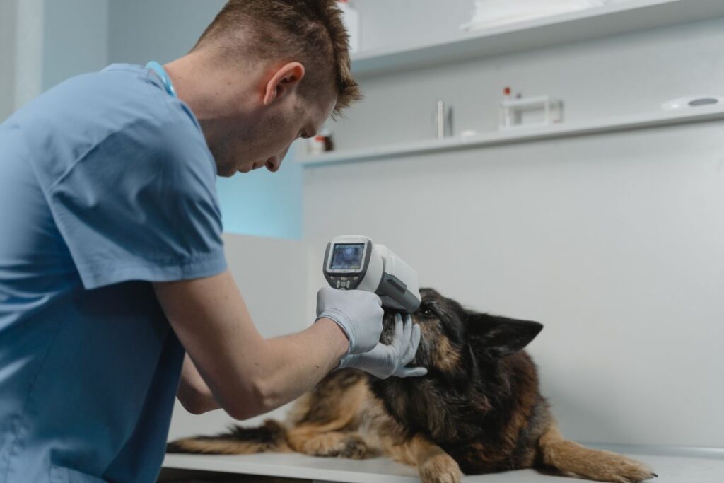 A veterinarian using diagnostic equipment to examine a dog at a clinic