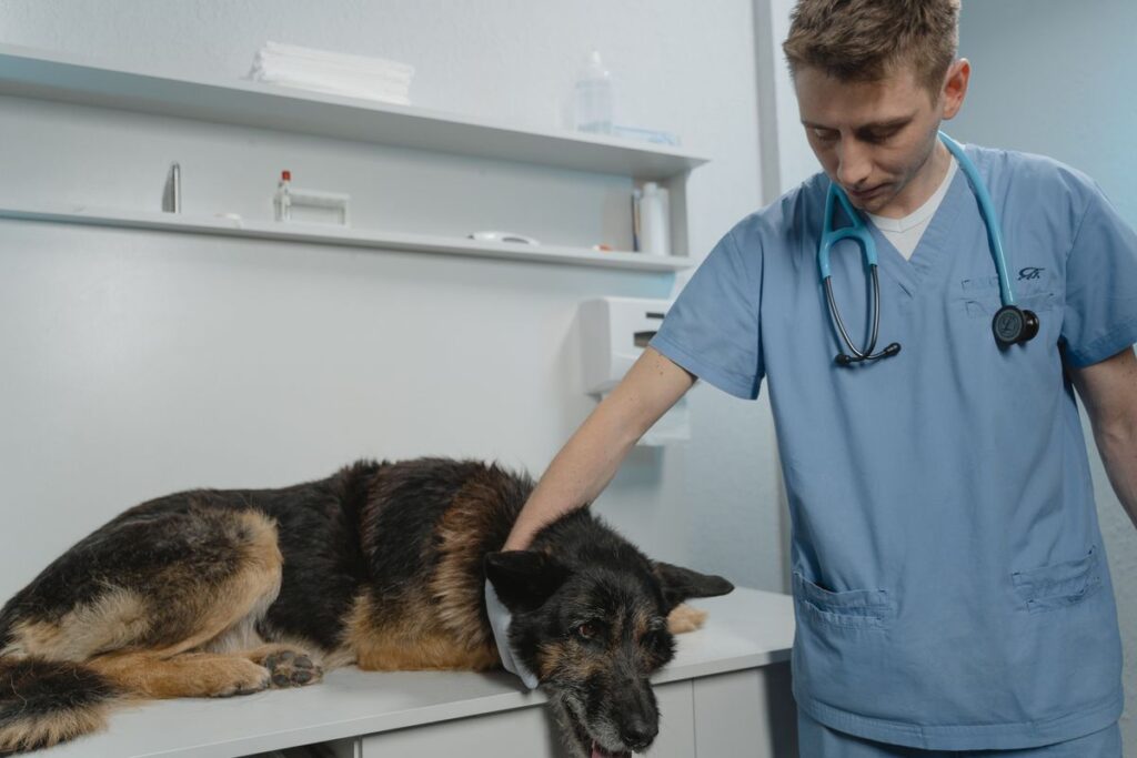 A veterinarian gently examining a German Shepherd, a breed prone to hip dysplasia